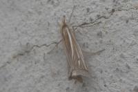 Ancylolomia tentaculella