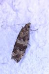 Celypha cespitana