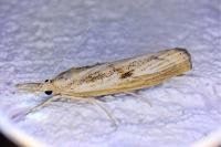 Agriphila inquinatella