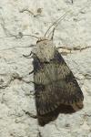 Agrotis puta