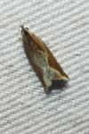 Ancylis diminutana