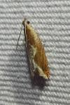 Ancylis diminutana