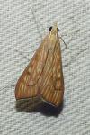 Antigastra catalaunalis