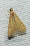 Antigastra catalaunalis