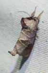 Clostera pigra