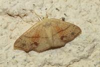 Cyclophora punctaria
