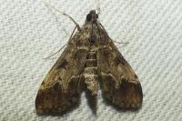 Duponchelia fovealis