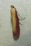 Oncocera semirubella