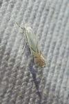 Phyllonorycter harrisella