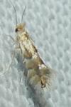 Phyllonorycter ulmifoliella