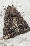Thalpophila matura