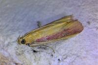 Oncocera semirubella