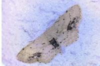 Idaea dimidiata