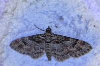 Gymnoscelis rufifasciata