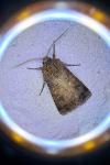 Agrotis bigramma