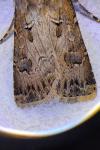 Agrotis bigramma