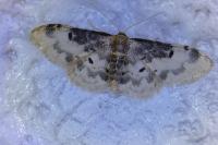 Idaea filicata
