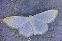 Idaea subsericeata