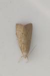 Calamotropha paludella