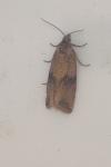 Celypha striana
