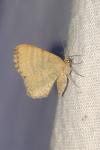 Euchoeca nebulata