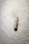 Agriphila straminella