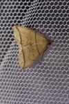 Herminia grisealis
