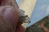 Hoplodrina ambigua