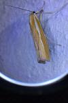 Agriphila tristella