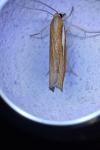 Agriphila tristella
