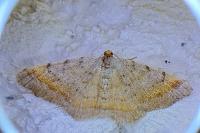 Macaria liturata