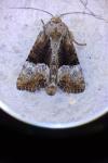 Mesoligia furuncula