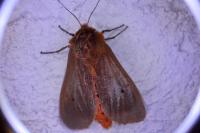 Phragmatobia fuliginosa