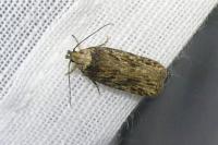 Depressaria