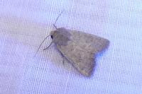 Hoplodrina ambigua