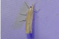 Agriphila inquinatella