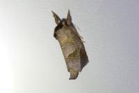 Clostera pigra