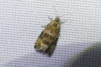 Celypha lacunana