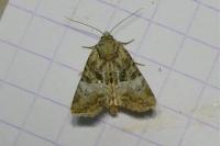 Mesoligia furuncula