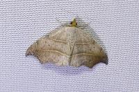 Laspeyria flexula