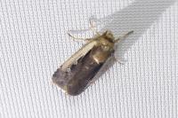 Ochropleura plecta