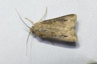Agrotis ipsilon