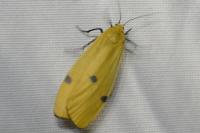 Lithosia quadra