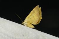 Camptogramma bilineata