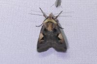 Xestia c-nigrum