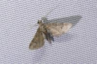 Gymnoscelis rufifasciata