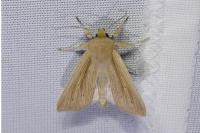 Mythimna straminea