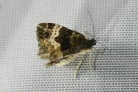 Epirrhoe alternata