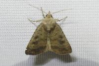 Caradrina morpheus