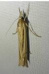 Ancylolomia tentaculella